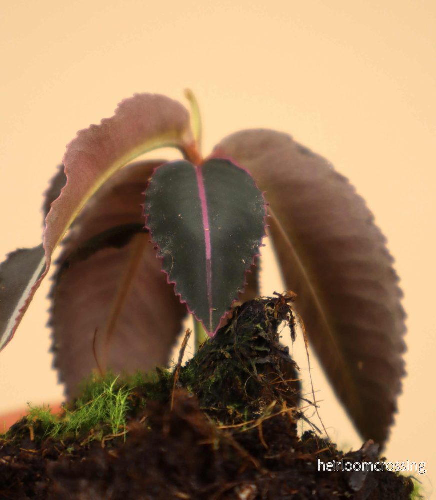 Labisia pumila - Bild 3