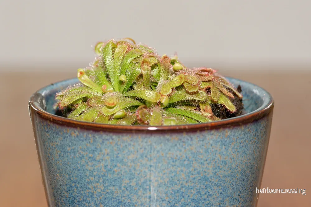 Alice Sundew (Drosera aliciae) | frön, 15 st.