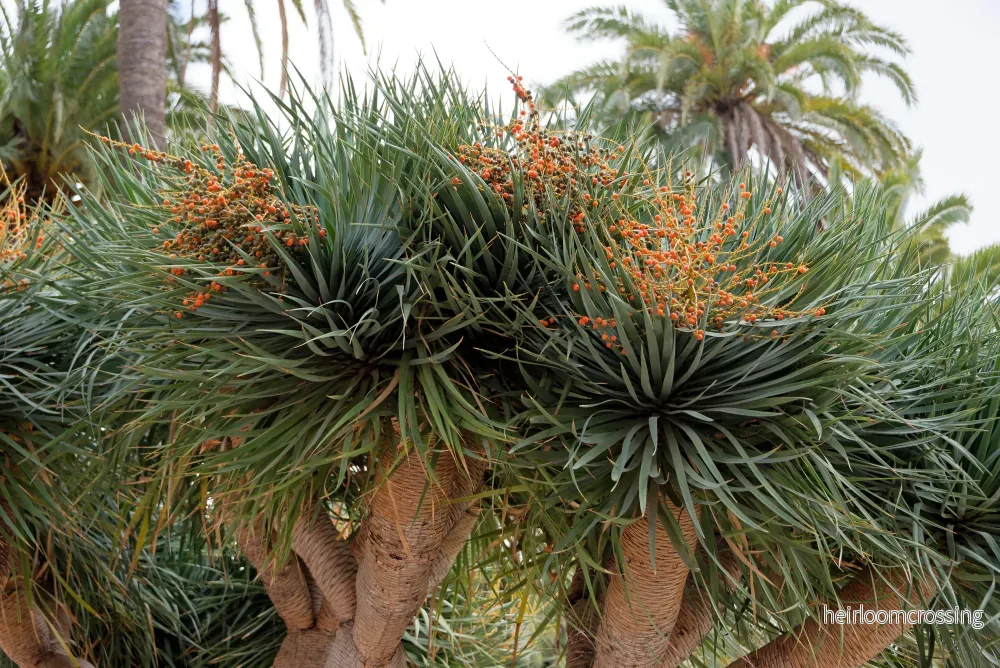 Drakens blodträd (Dracaena draco) | frön, 10 st. - Bild 3