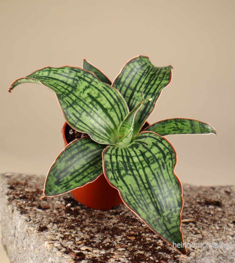 Sansevieria 'Cleopatra' - Bild 3