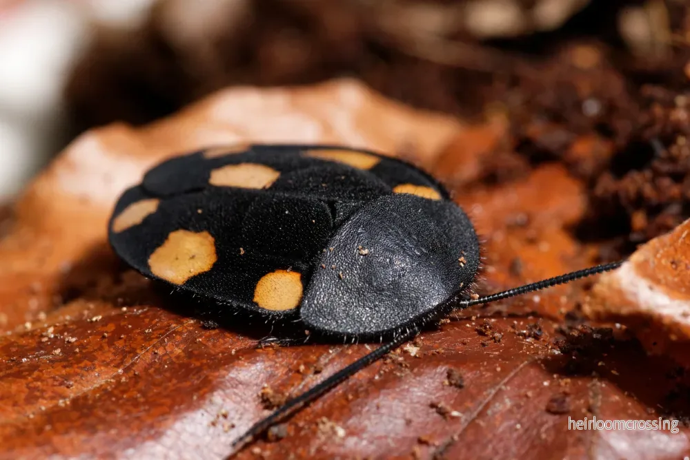 Orange domino kackerlacka (Therea regularis) | 12 st. - Bild 2