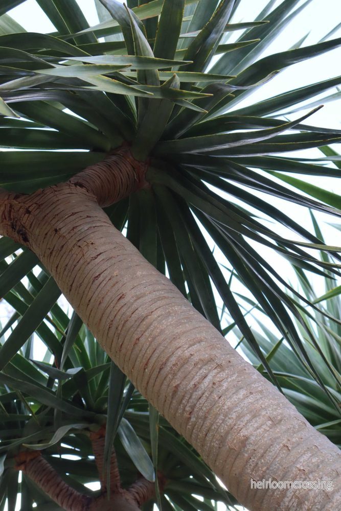 Drakblodsträd | Dracena draco ssp. draco - Bild 3