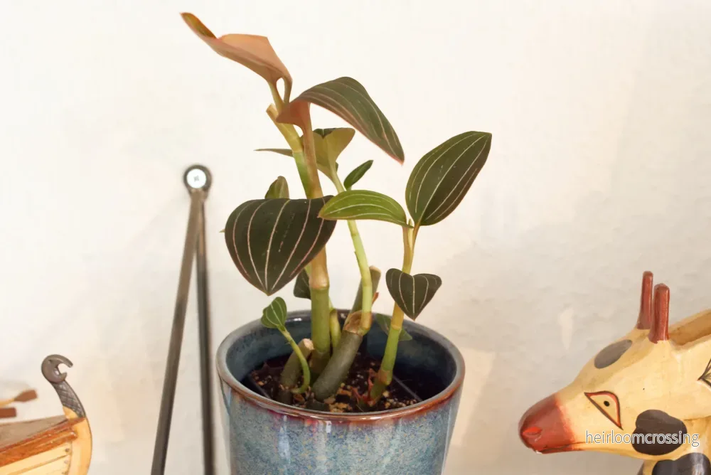 Juvelorkidé (Ludisia discolor) | växt