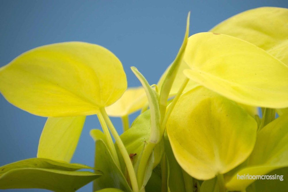 Philodendron hederaceum 'lemon lime' - Bild 3