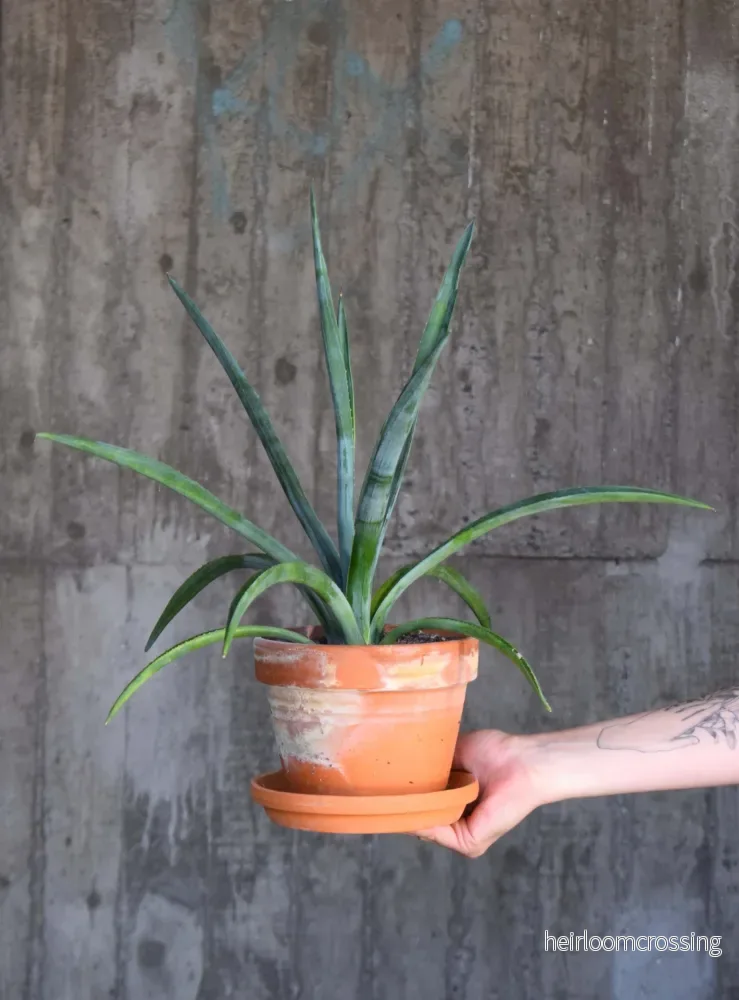 Tequilaagave ’Agave Tequilana’ Tequilaagave ’Agave Tequilana’