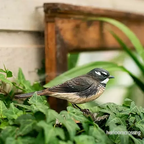 DecoBird Australisk Solfjäderstjärt