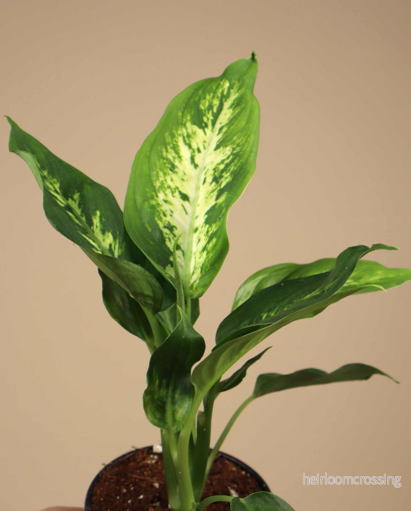 Dieffenbachia seguine - Bild 3