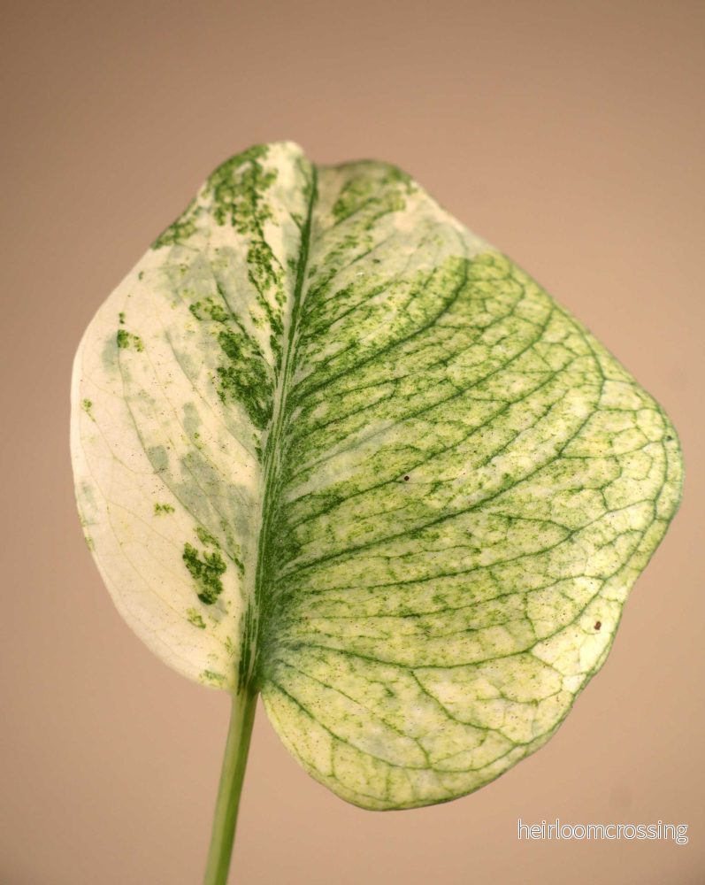 Monstera deliciosa Mint - Bild 2