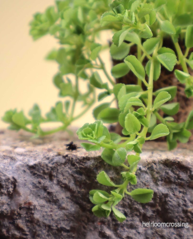 Pilea depressa - Bild 2