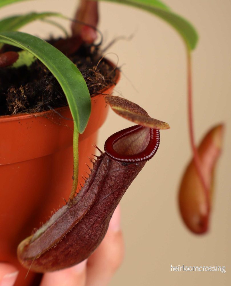 Nepenthes singalana - Bild 2