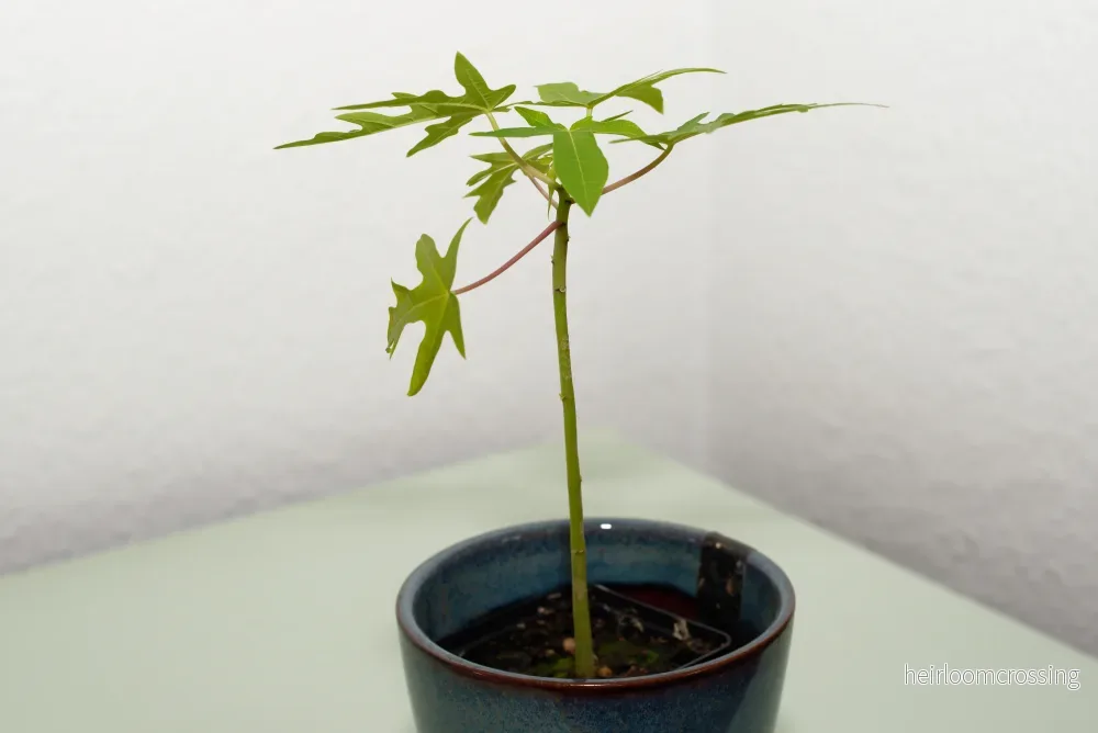 Dvärgpapaya (Carica papaya "dwarf") | växt - Bild 2