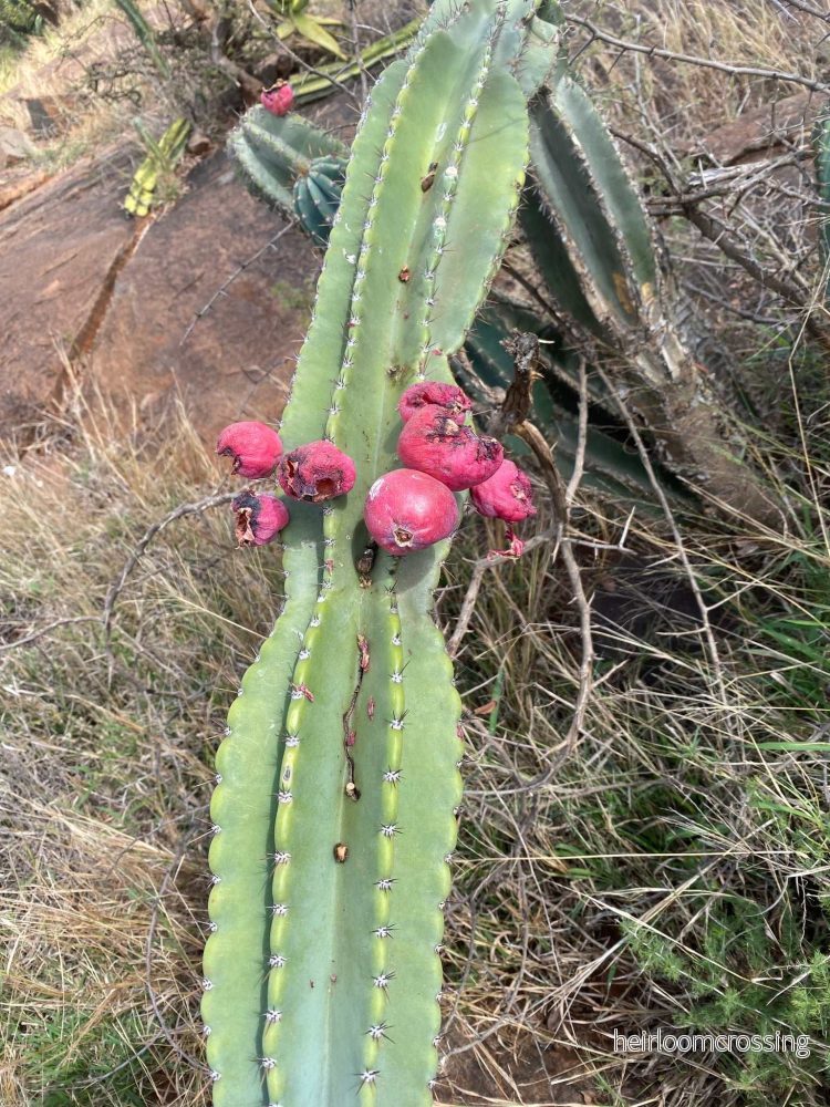 Cereus jamacaru (utan taggar) - Bild 3