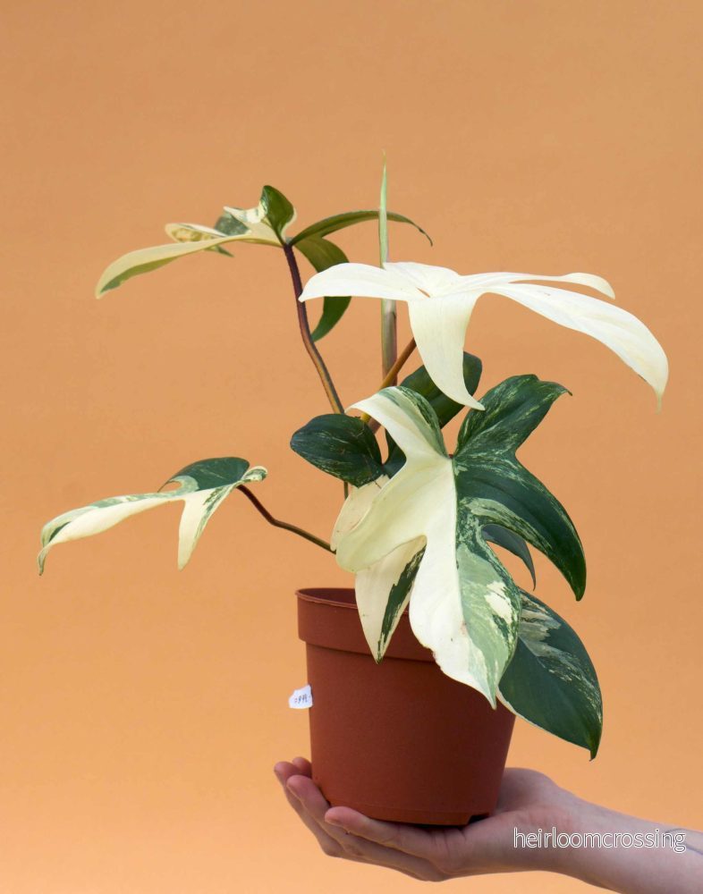 Philodendron florida beauty