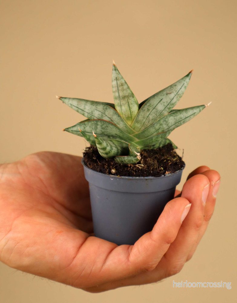 Sansevieria 'Artistic Fan' - Bild 3