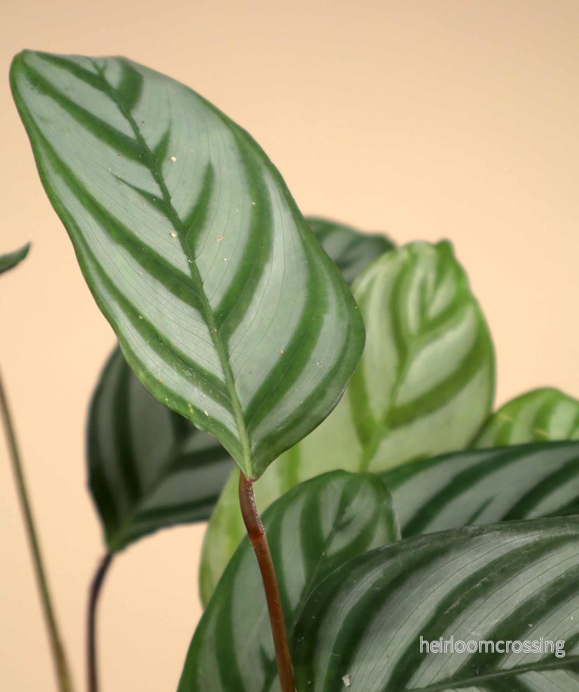 Calathea 'freddie' (goeppertia concinna) - Bild 3