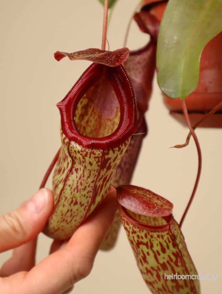 Nepenthes × 'Sam' - Bild 2