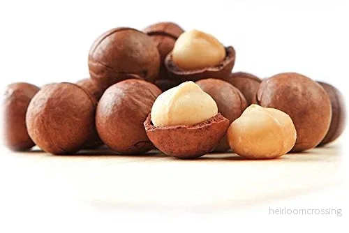 Macadamianöt (Macadamia ternifolia) | frön, 3 st. - Bild 3