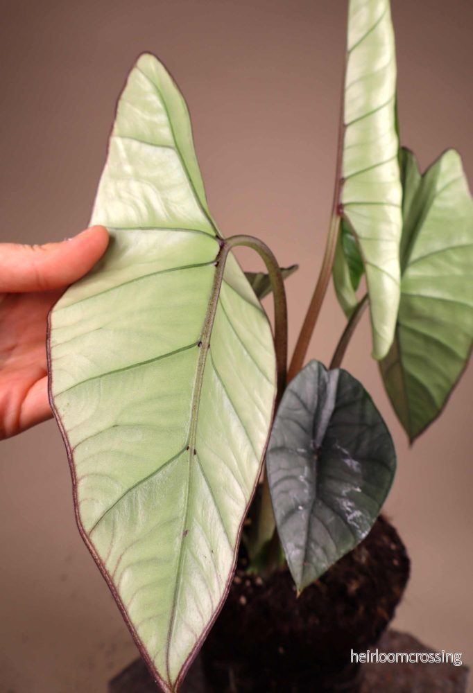 Alocasia bisma 'Silver' - Bild 3