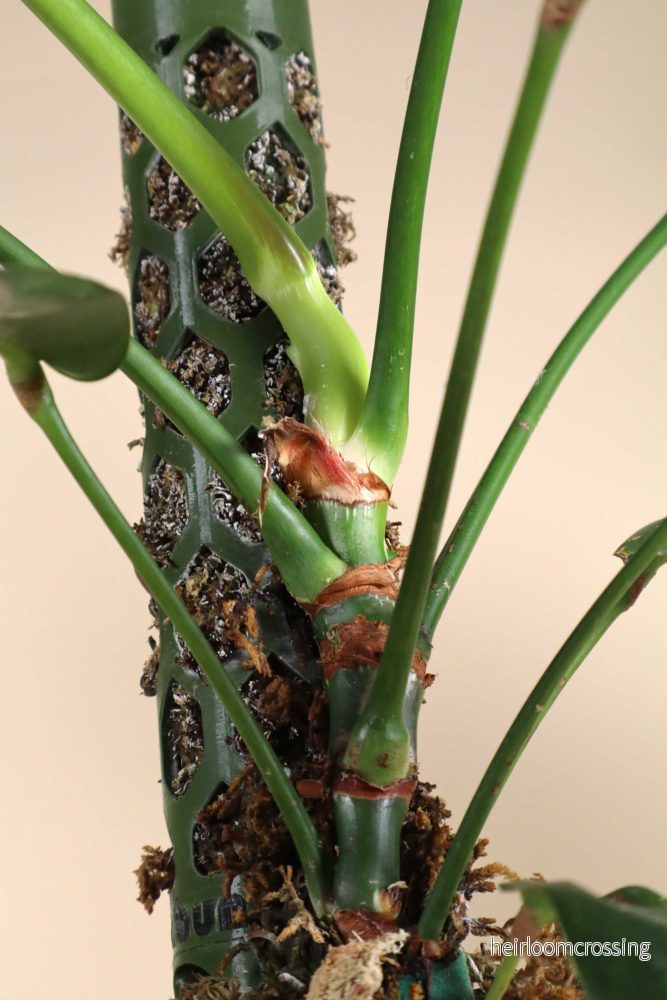 Philodendron patriciae - Bild 3