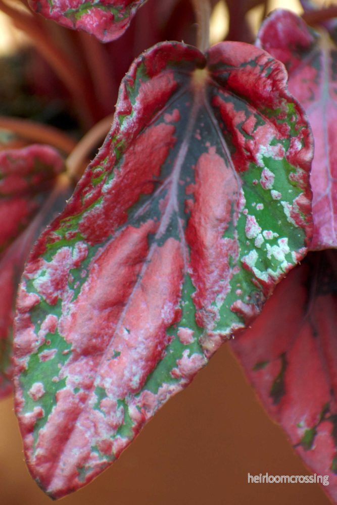 Begonia rex 'Inca Nights' - Bild 2