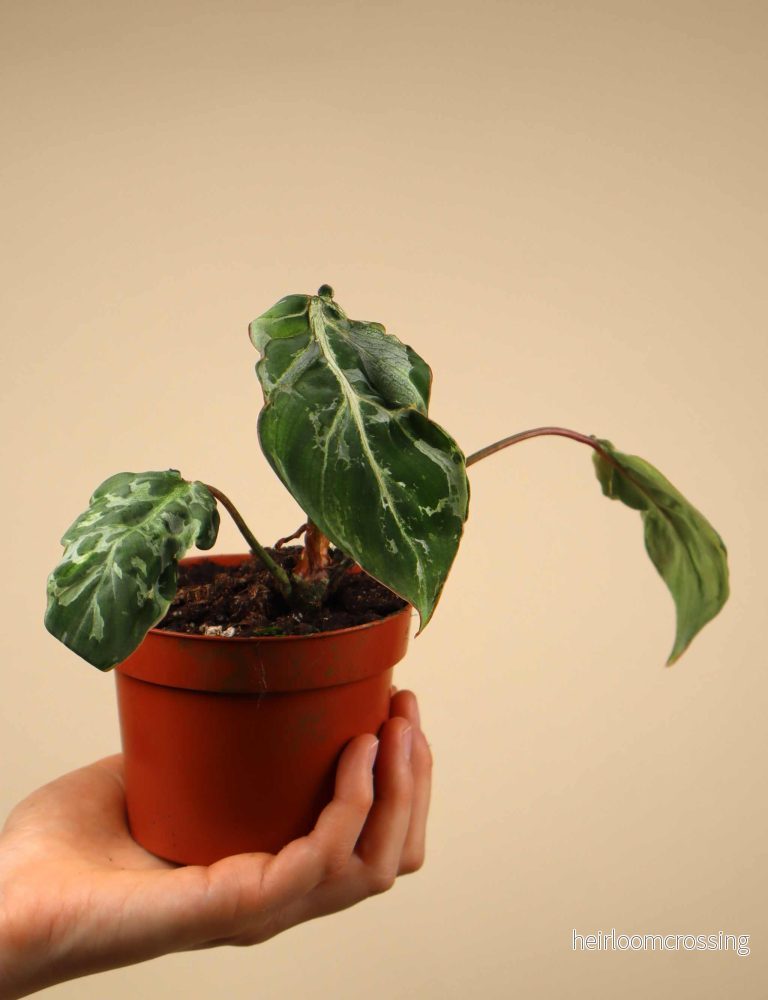 Philodendron gloriosum 'Snow Leopard' - Bild 3
