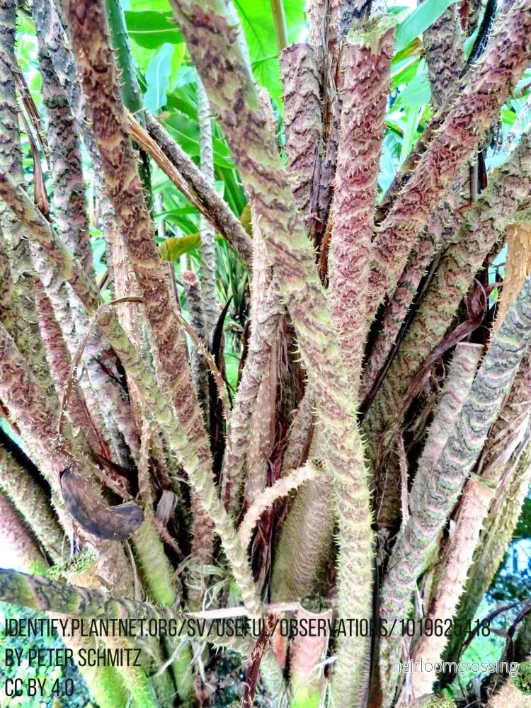Cyrtosperma johnstonii - Bild 2