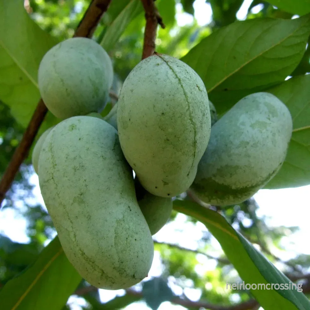 Tass (Asimina triloba) | växt