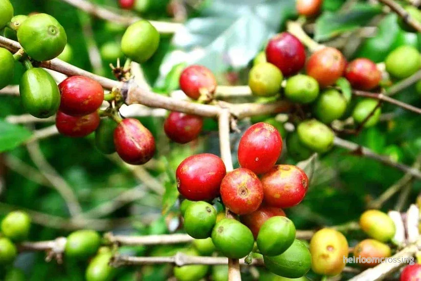 Dvärgkaffeträd (Coffea arabica "Caturra") | frön, 10 st.