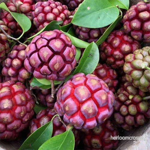 Kadsura (Kadsura coccinea "Lila") | frön, 5 st.