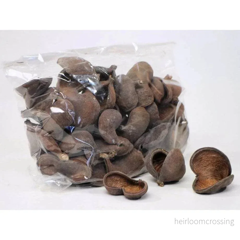 Badam Nut 5–8 cm