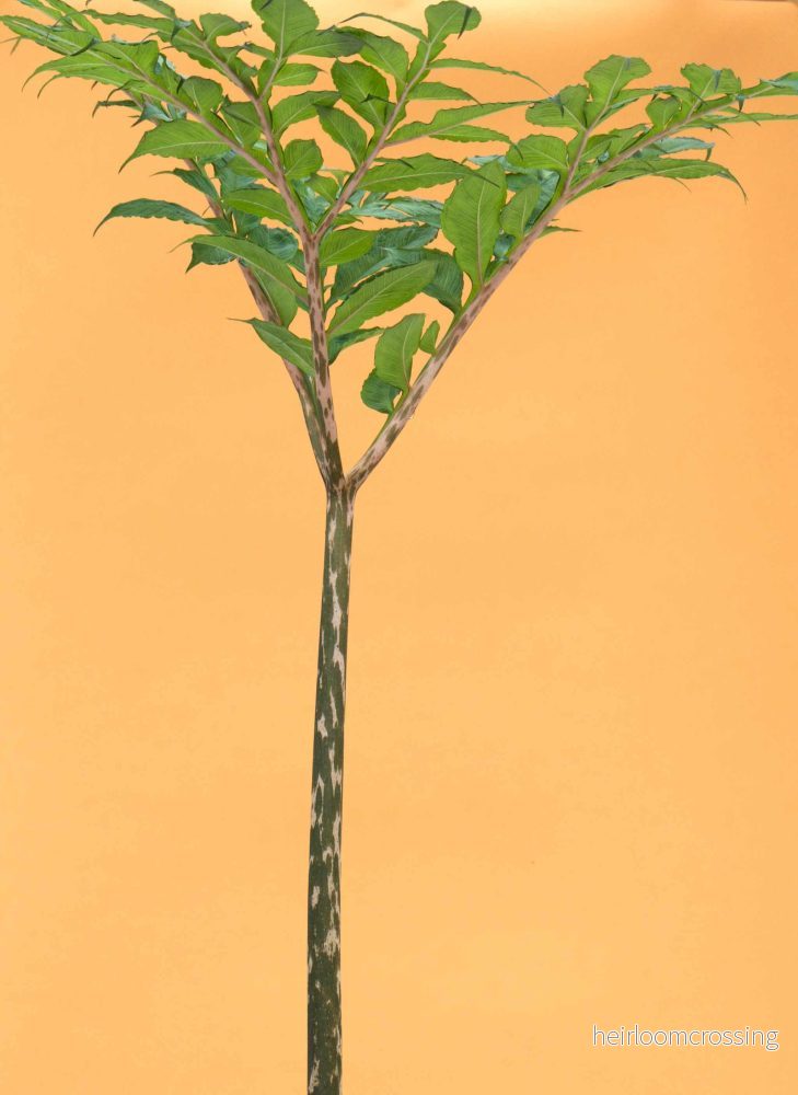 Amorphophallus konjac 'Konjakknölkalla'