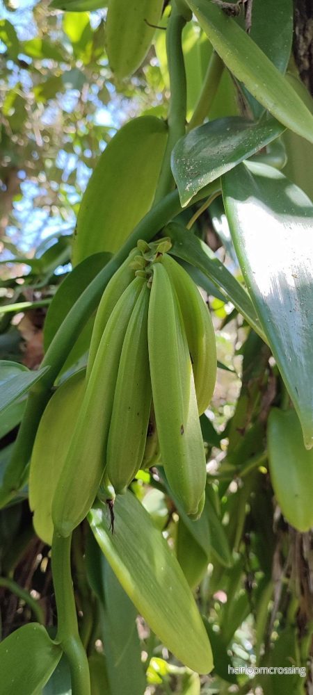 Vanilla pompona | västindisk vanilj - Bild 2