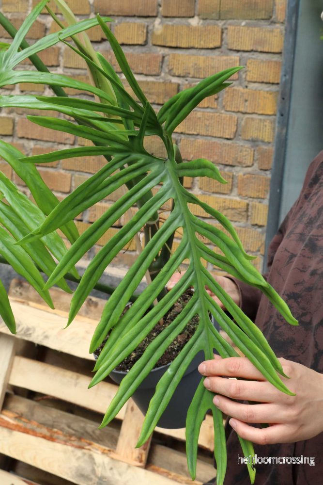 Philodendron elegans - Bild 2