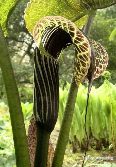 Kobralilja (Arisaema griffithii) | knölar Kobralilja (Arisaema griffithii) | knölar