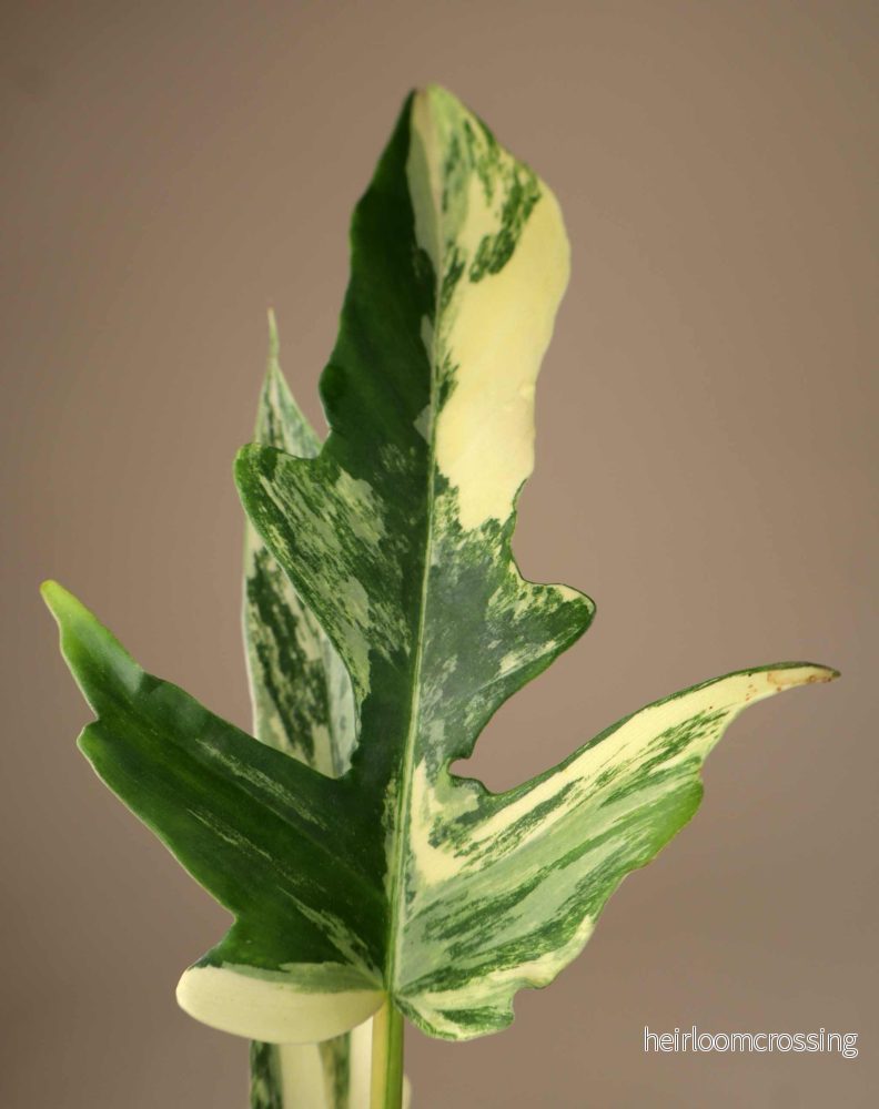 Philodendron 'Florida beauty x Tortum' - Bild 2