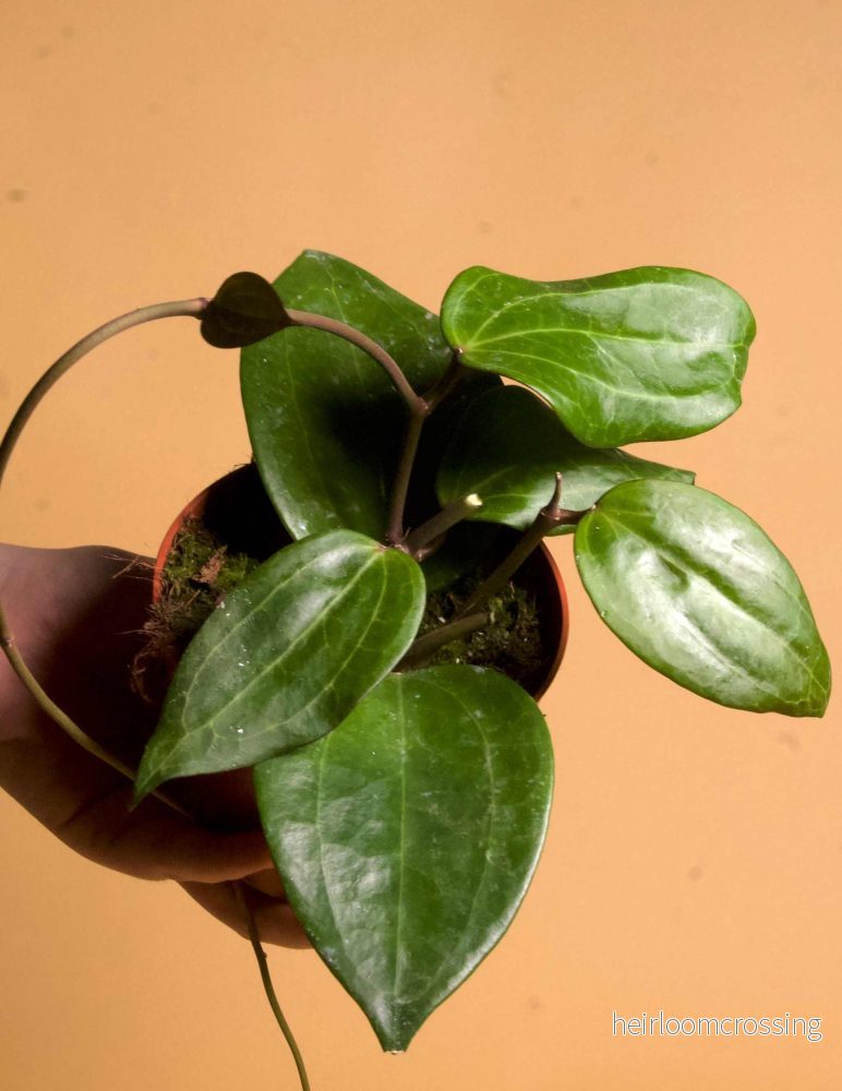 Hoya latifolia - Bild 3
