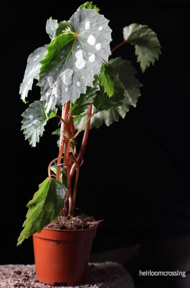 Begonia sp. Mantuk - Bild 3