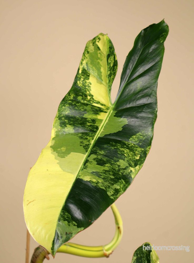 Philodendron 'Burle Marx Variegata'