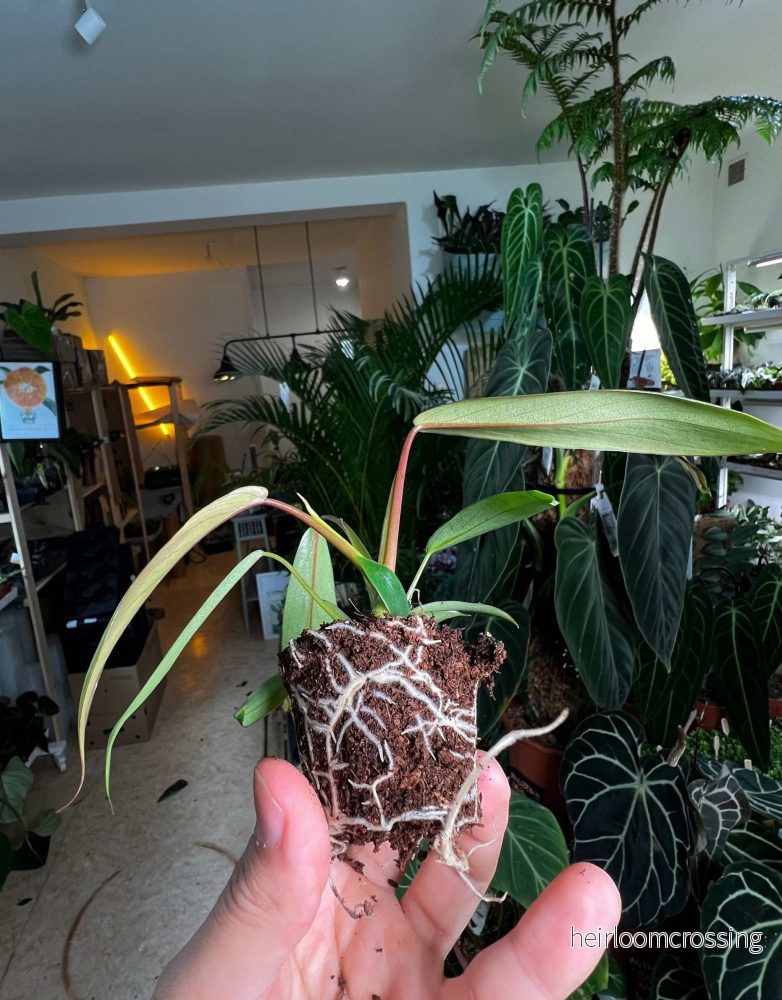 Philodendron joepii - Bild 3