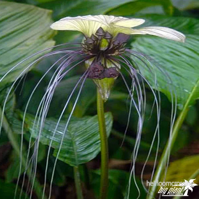 Vit fladdermusblomma (Tacca integrifolia) | frön, 10 st. - Bild 3