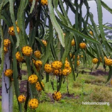 Gul drakfrukt (Hylocereus megalanthus) (SÄLLSYNDIG) | frön, 10 st.