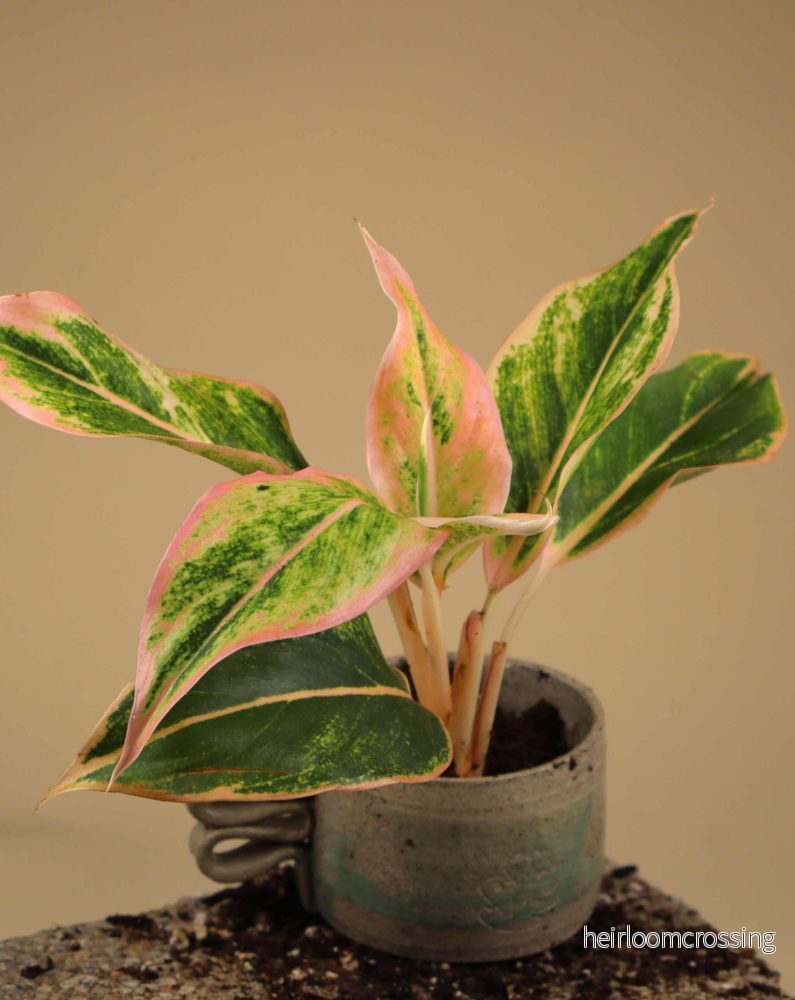 Aglaonema Lipstick pink - Bild 3