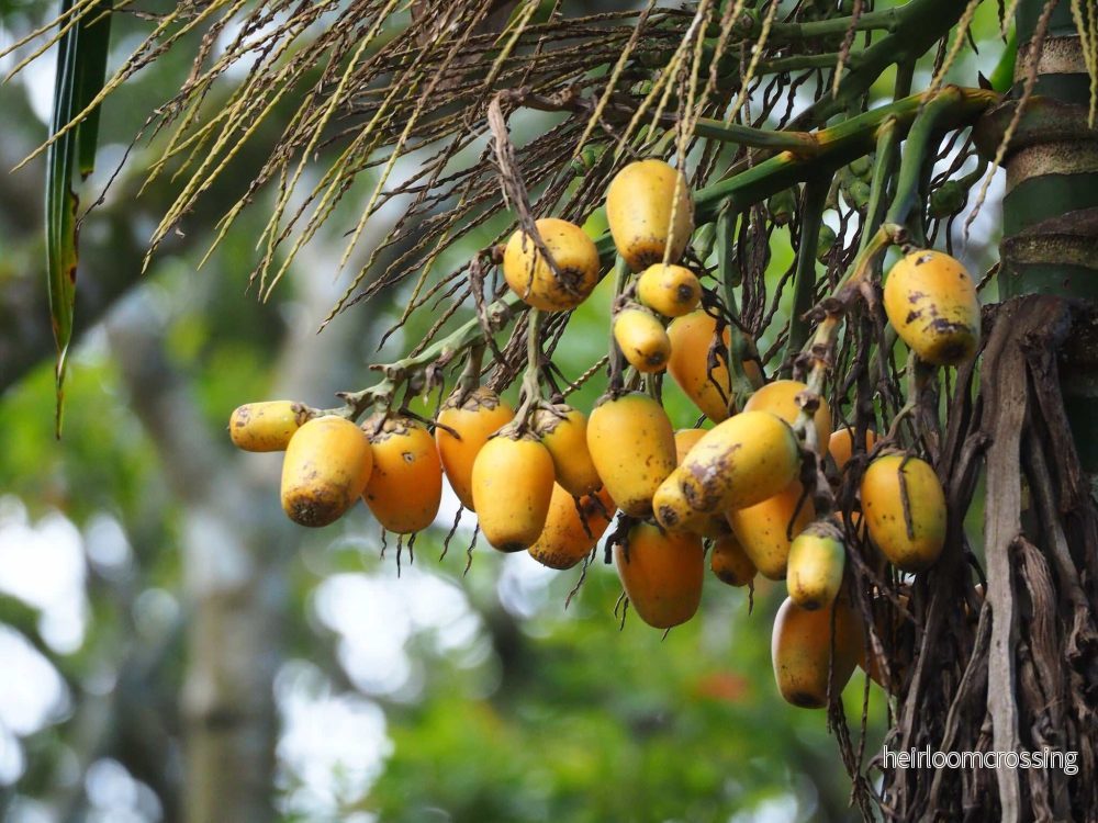 Areca catechu | Betelpalm - Bild 2