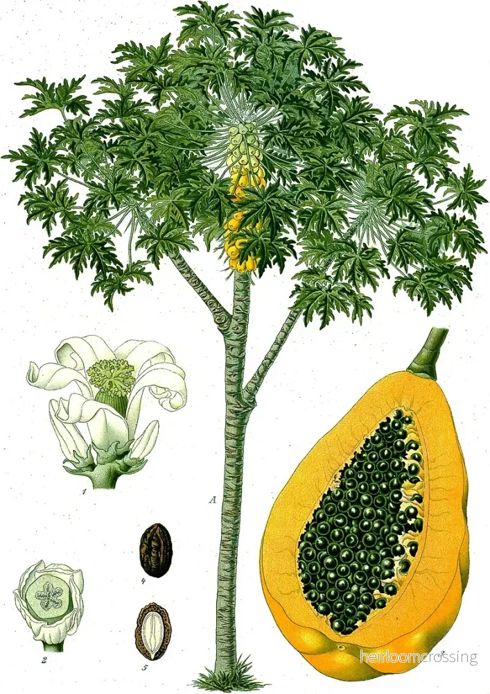 Papaya (Carica papaya ”Cauca”) | frön, 10 st. Papaya (Carica papaya ”Cauca”) | frön, 10 st.