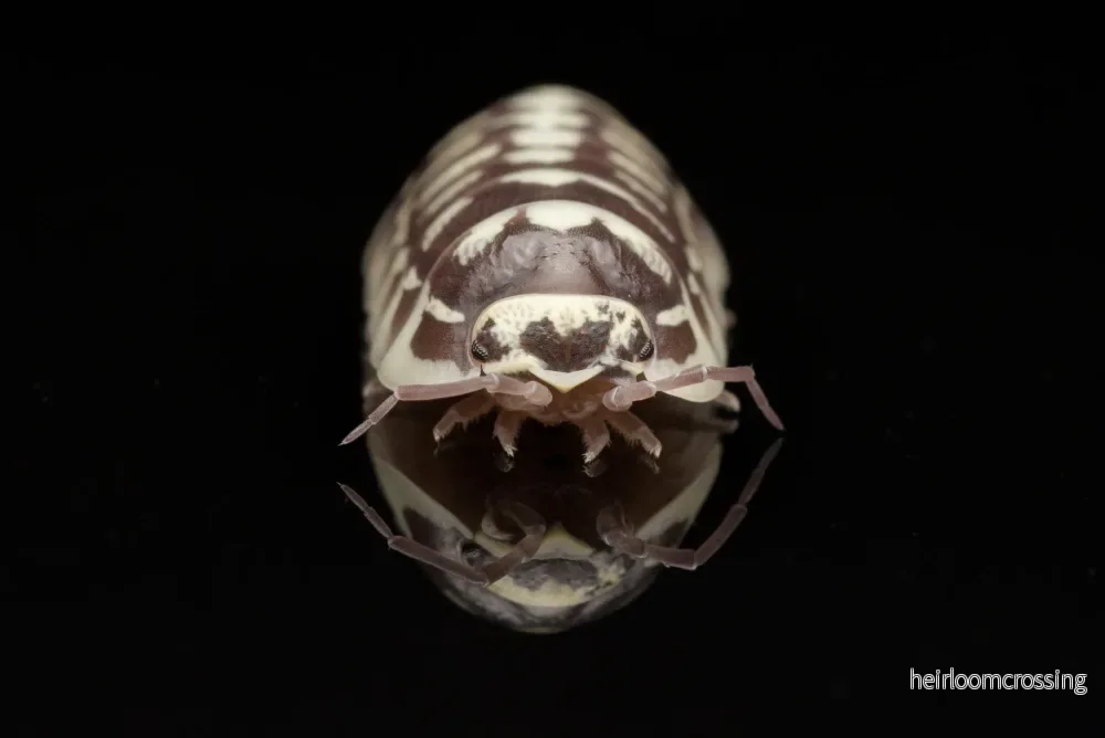 Zebra bänkbett (Armadillidium maculatum) | 12 st. - Bild 3