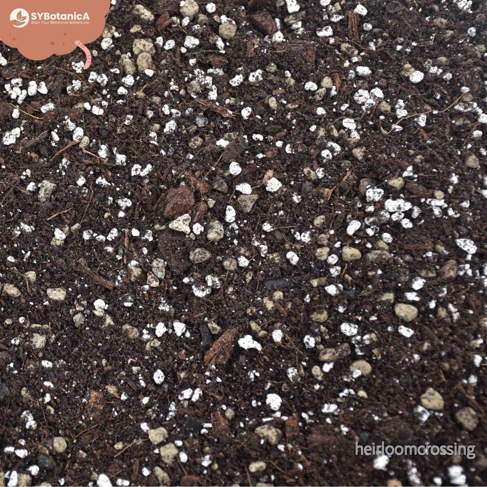 Syngoniumjord (5 L) - Bild 3