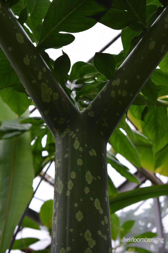 Amorphophallus titanum 'jätteknölkalla' - Bild 3