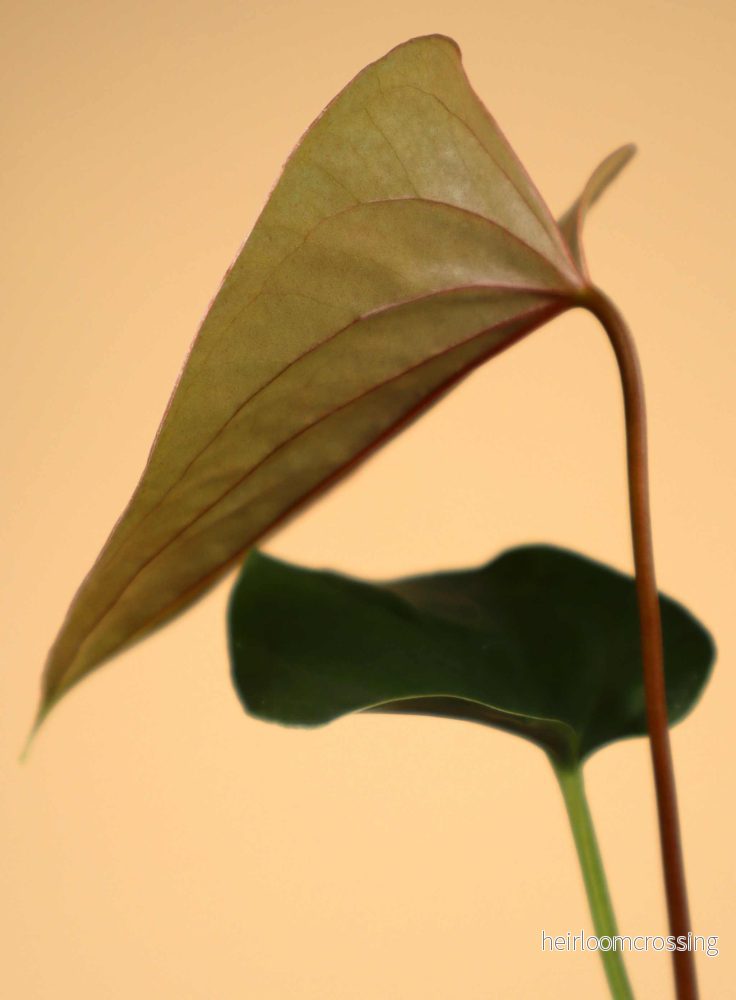 Anthurium chamberlainii - Bild 3