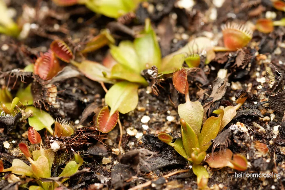 Venus flugfälla (Dionaea muscipula "Cup trap") - Bild 2