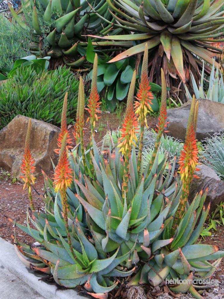 Spräcklig kapaloe (Aloe microstigma) | frön, 20 st.